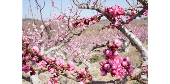 美到窒息！棲霞千畝梅花谷，暗香浮動醉游人